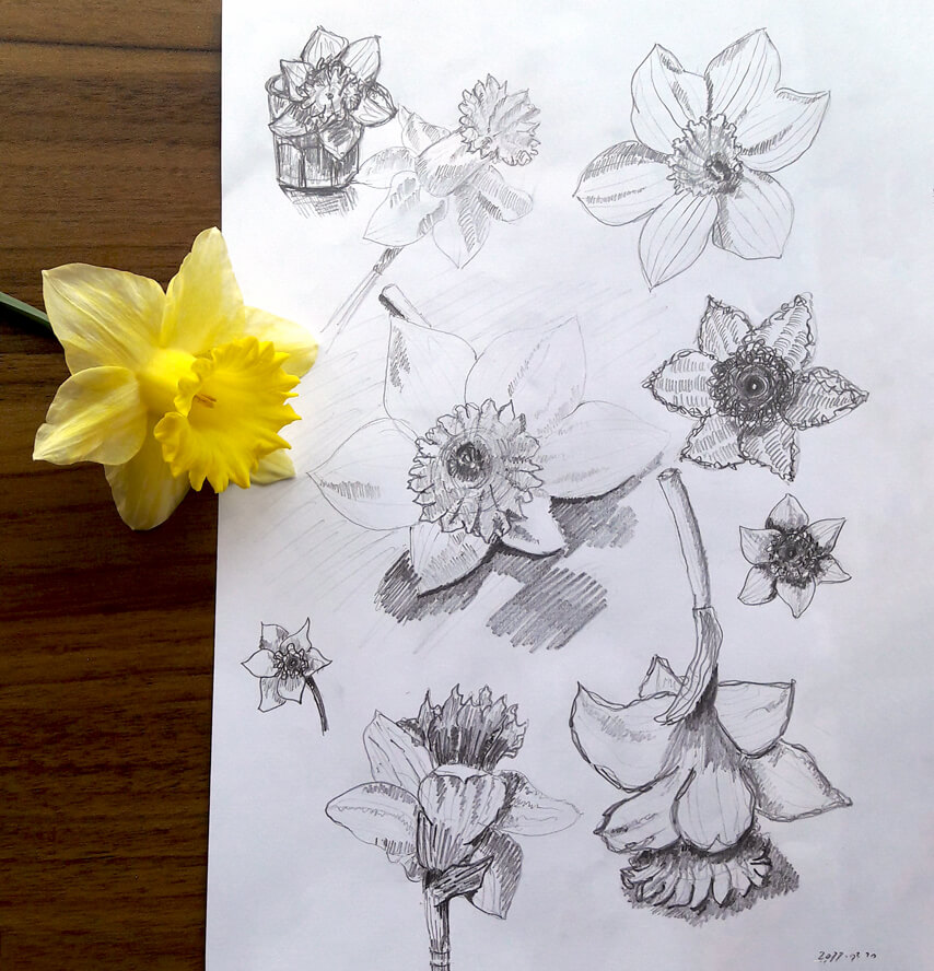 Observational Drawing: Daffodil - Tunde Szentes