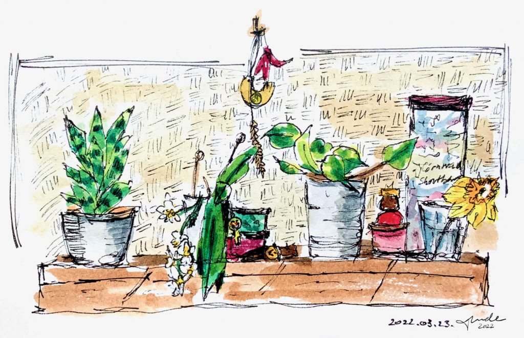 Observational Drawing: Kitchen Shelf with Plants - Tunde Szentes