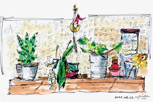 Observational Drawing: Kitchen Shelf with Plants - Tunde Szentes