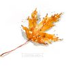 Silver maple leaf by Tunde Szentes
