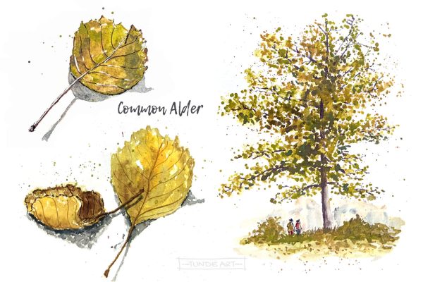 Common Alder Tree and Leaves by Tunde Szentes
