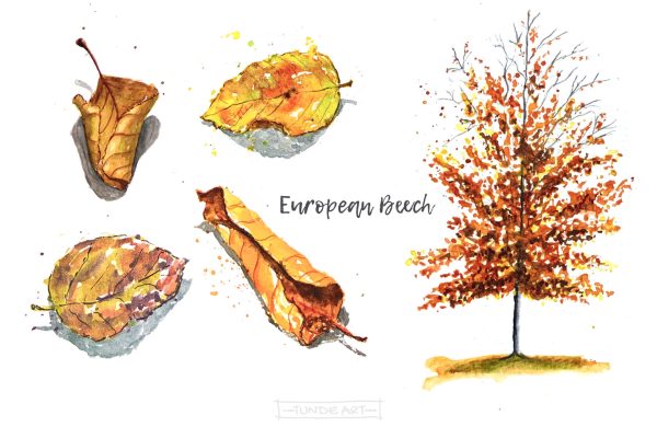 European Beech Tree and Leaves by Tunde Szentes