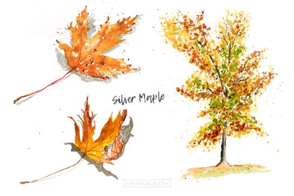 Silver Maple Tree and Leaves by Tunde Szentes