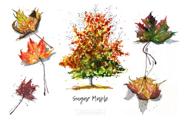 Sugar Maple Tree and Leaves by Tunde Szentes