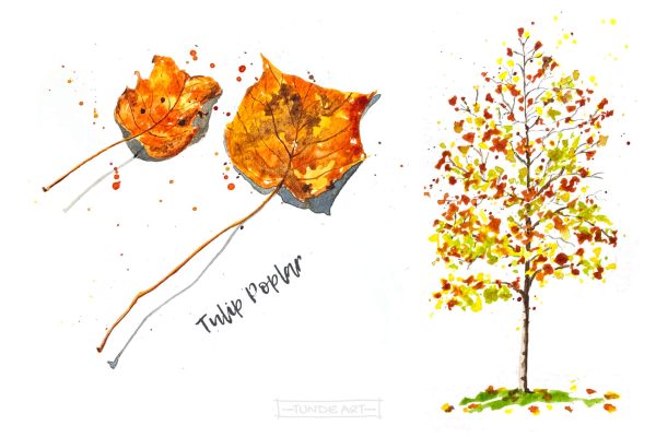 Tulip Poplar Tree and Leaves by Tunde Szentes