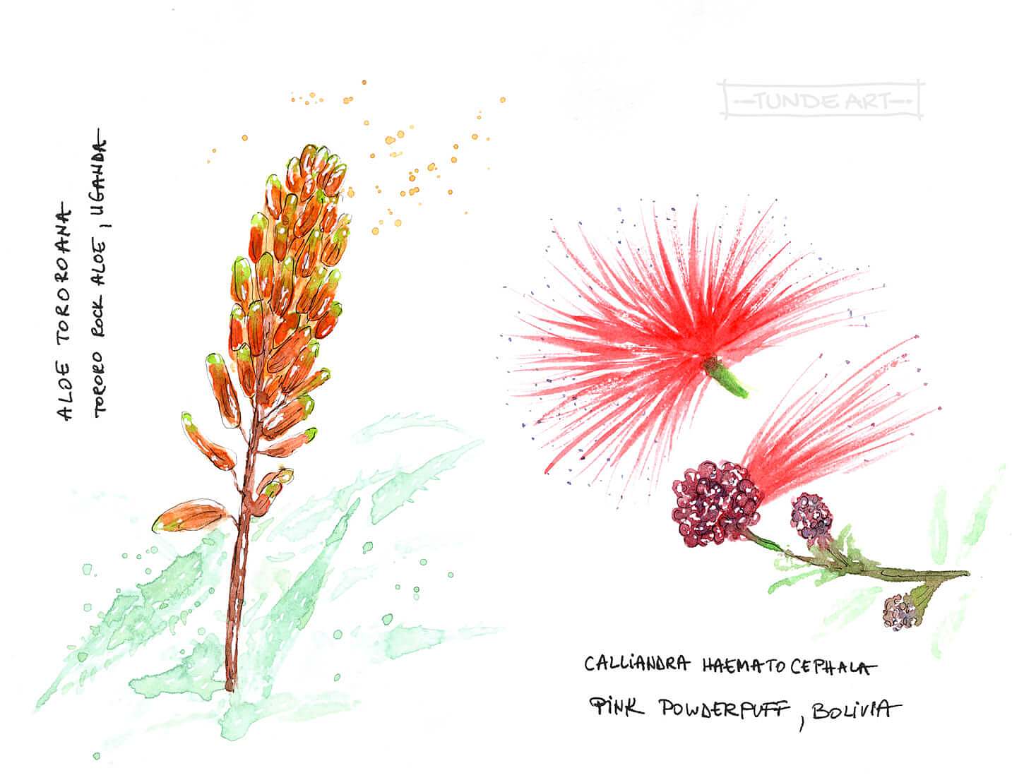 Plants sketch by Tunde Szentes