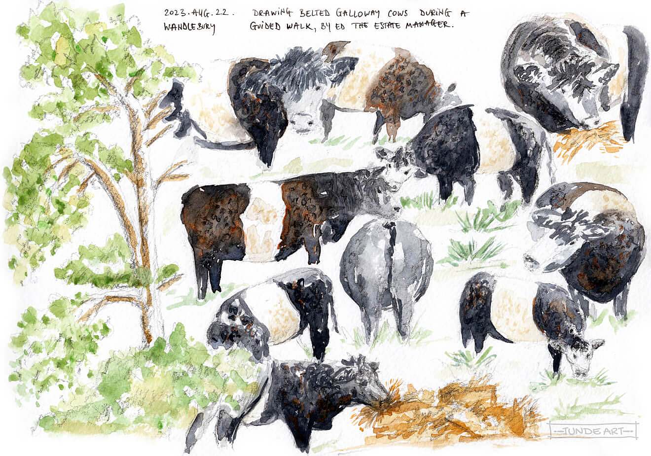 Belted Galloway Cows at Wandlebury by Tunde Szentes