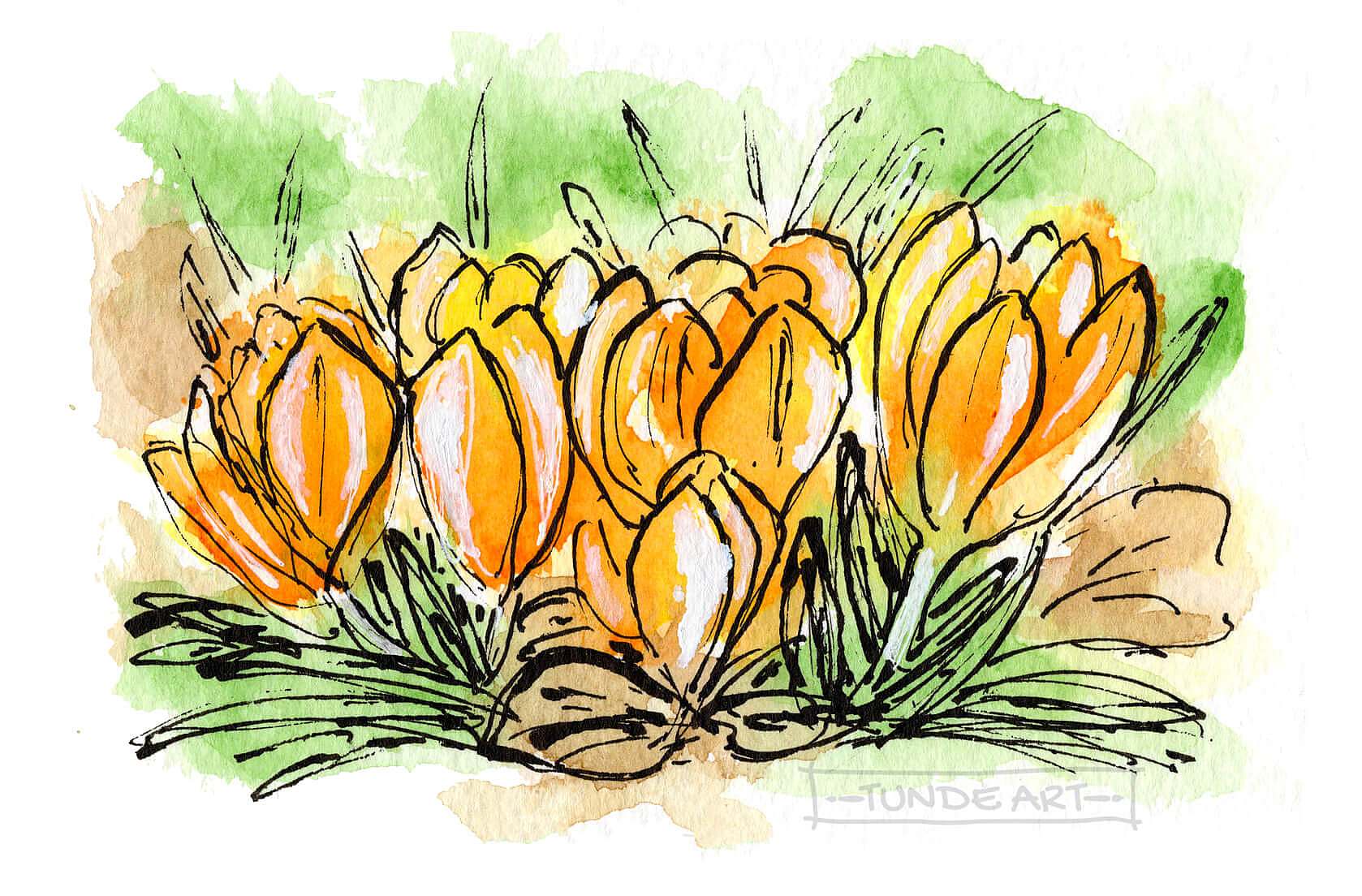 Yellow crocuses sketch by Tunde Szentes