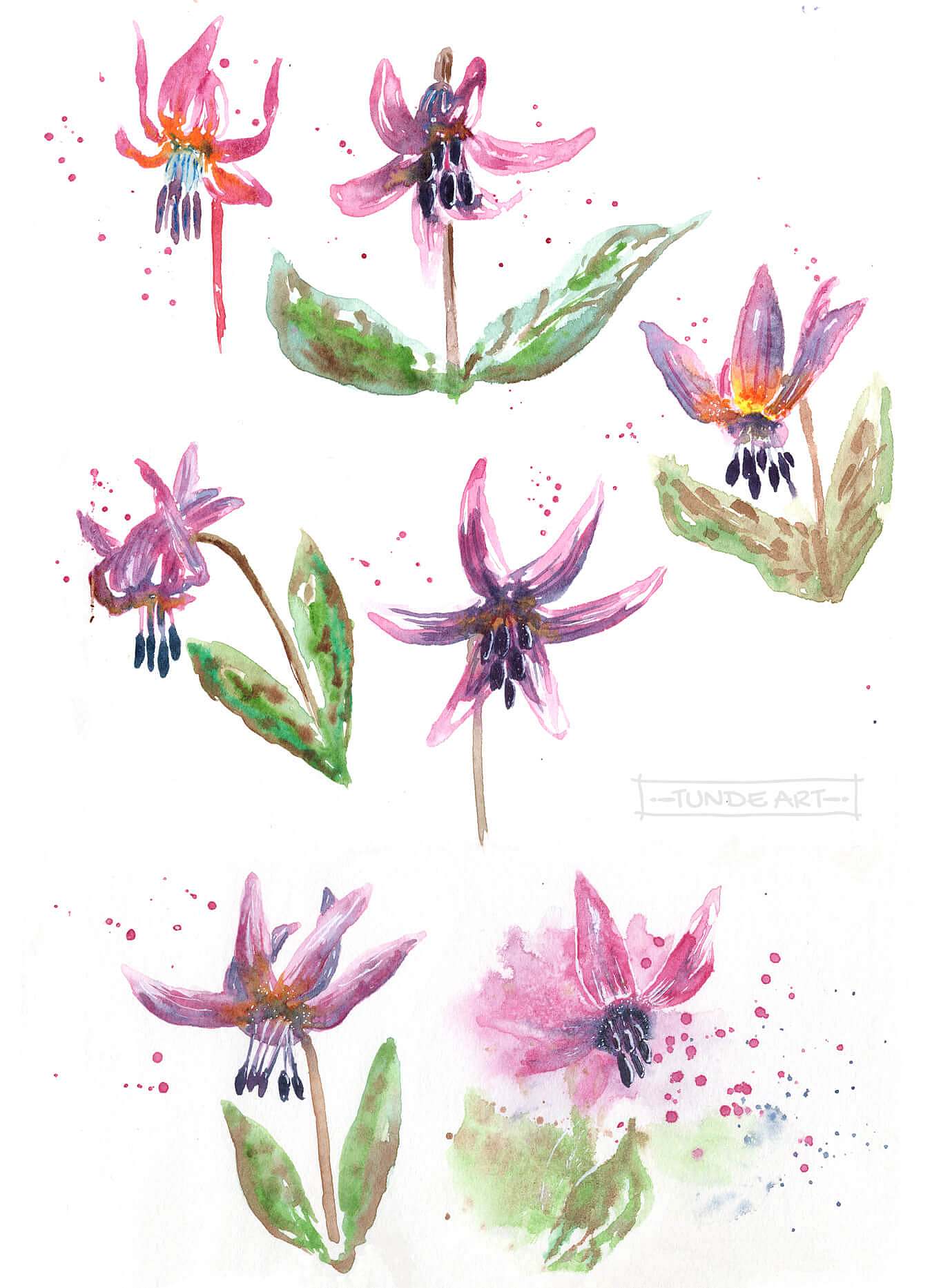 Dogtooth Violet Study by Tunde Szentes