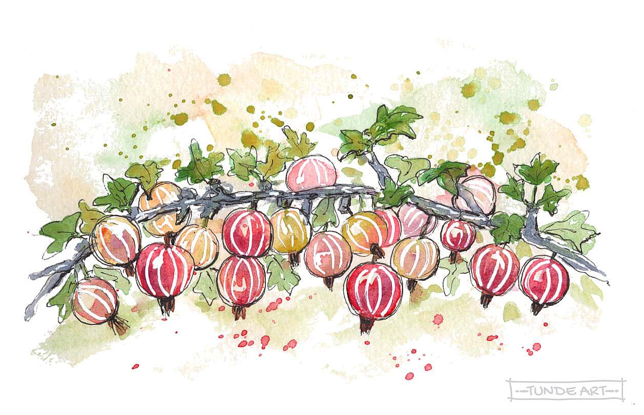 Goose Berries Watercolour Sketch - Tunde Art