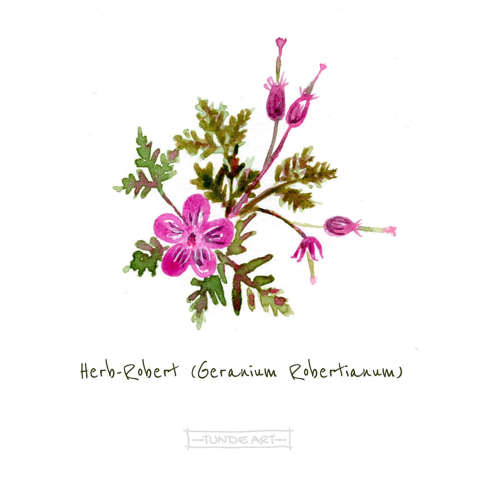 Plant sketch of Herb Robert by Tunde Szentes