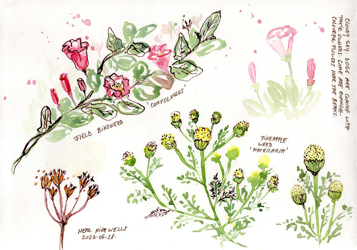 Nine Wells Wild Flowers Sketch by Tunde Szentes