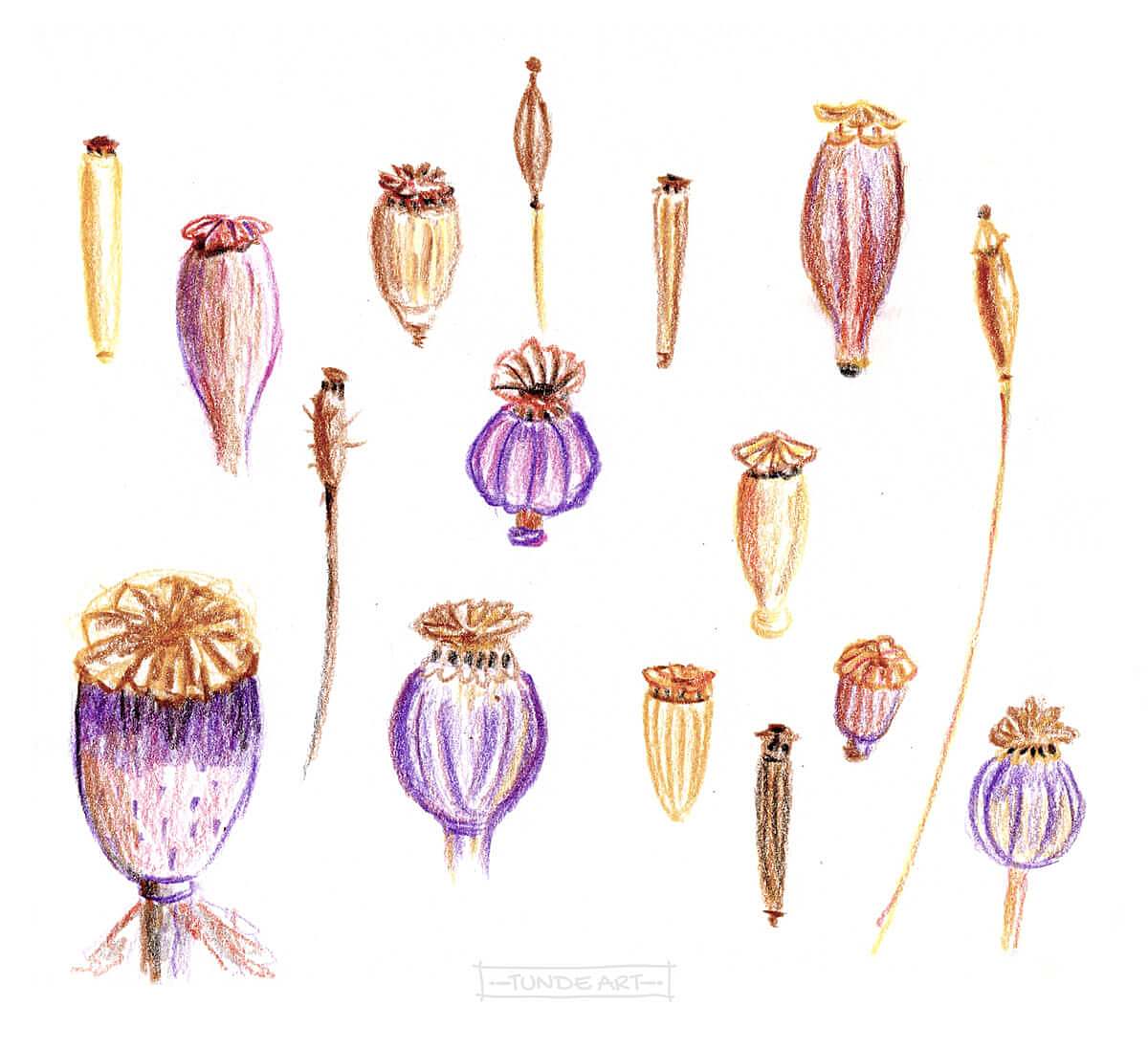 Poppy Seedpods Pencil Sketch - Tunde Art