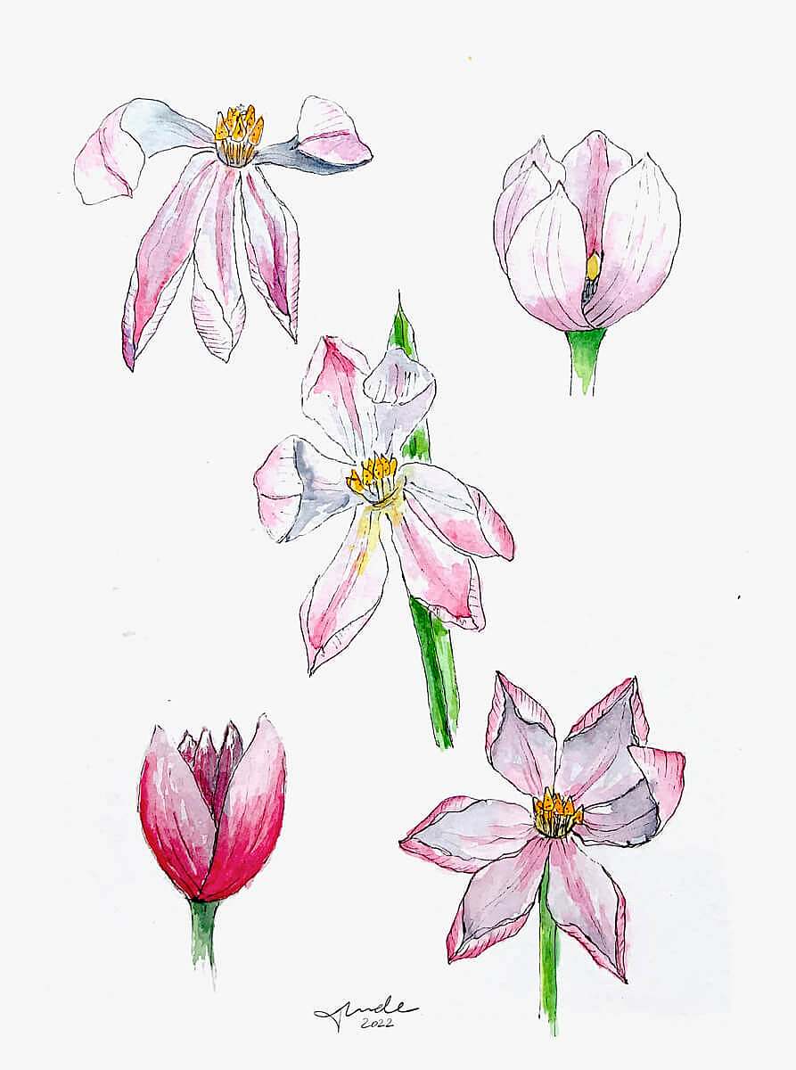 Tulips study by Tunde Szentes